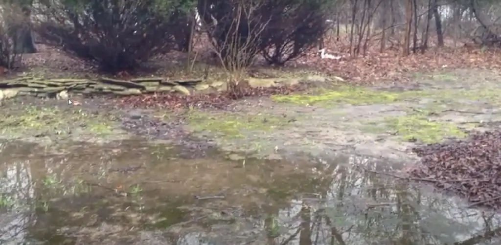 Large puddle in the backyard. This is what happens when the basement sump pump discharges into a yard with poor soil drainage.