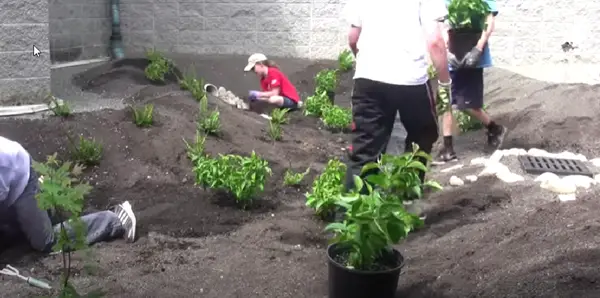 Teenagers planting a rain garden.