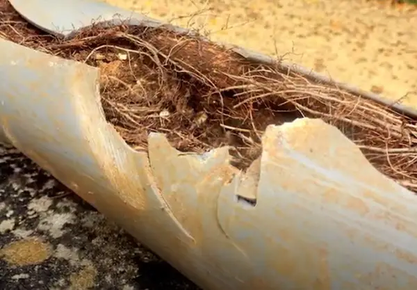 Tree roots filling a broken water drainage pipe.